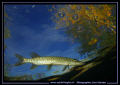 Small Pike Fish on the hunt close to the surface... Que du bonheur... :O)... 