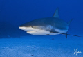 The Bahamas is home to a healthy abundance of Reef Sharks. This image was taken at El Dorado Reef - Bahamas 