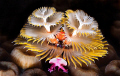 Happy Holidays!
I didn't notice the little crab hanging out in the Christmas Tree worms right away.
 