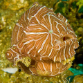 Psychedelic Frogfish (Histiophryne Psychedelica), one of the Top 10 New Species of 2010 (Arizona State Universtiy International Institute for Species Exploration) is shown "jetting" by my lens. 