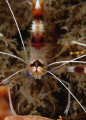 Close up of a Banded Coral Shrimp - It really does have a clownsy looking face. Murder to get a straight on shot of him, but patience is a virtue. 
