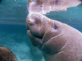 Manatee surfacing for a breath 