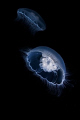 Common Jellyfish. 