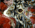 Image of Derasa clam with encrustations taken with Sea & Sea MMIIEX w/1:3 macro frame & Ys-50 strobe. Taken a few years ago. 