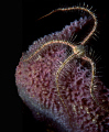 brittle star whipping 