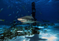 Lemon Shark swim around and investigate everything at Tiger Beach. They always have a smile and happy to greet divers. 