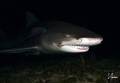 Everybody comes in on a ride at night. Remoras have quite the chauffeur as they appear on this Lemon Shark during an exciting night dive at Tiger Beach, Bahamas 