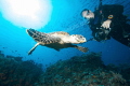 A hawksbill turlte in the strobe lights of divers 