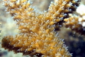 Staghorn Coral and polyps at the Fish Camp Rocks off the beach in Fort Lauderdale. 
