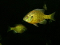 Sunfish2 
