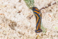 Helmet head nudibranch.  3 to 4 mm in length.  Nikon 105 mm with SubSea 5X diopter.  Turks and Caicos. 