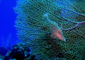 Juvenile File Fish on Fan Coral 