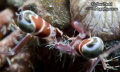 Looking into the eyes of a Hairy Red Hermit Crab 