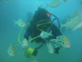 My younger son, diving among the fish 