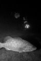 Diver approaches Bass during a night dive in the Niagara River. 