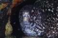 Spotted Eel at Dive Site Ledges, St. Thomas, USVI 