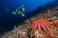 Crown-of-thorns starfish @ the andaman islands. 