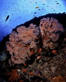 Gorgonian and squirrelfish in Palau. Nikon D70, 10mm, Aquatica Housing. Seacam strobe. 