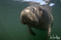 Fun with the protected Manatees which love the warm water of Crystal River FL 