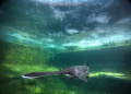 Paddlefish in Temperate water.. cold, green.. under the ice 
