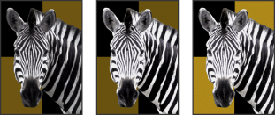 Original, adjustment layer applied to zebra only, and adjustment layer applied to entire image