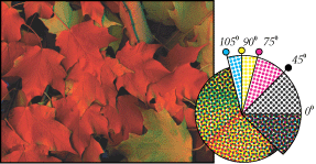 Halftone screens with process ink at different screen angles; correctly registered dots form rosettes.