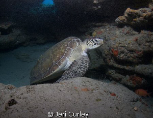 Geen Sea Turtle under a ledge