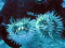 click to see full size version 
