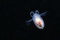 click to see full size version 