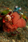 click to see full size version 