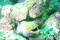 click to see full size version 