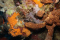 click to see full size version 