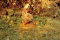 click to see full size version 
