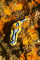 click to see full size version 