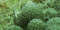 click to see full size version 