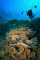 click to see full size version 