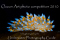 click to see full size version 