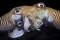 click to see full size version 