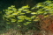 click to see full size version 