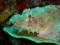 click to see full size version 