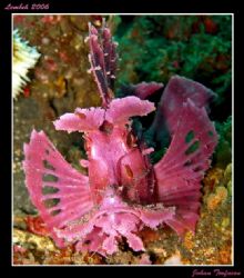 http://www.underwaterphotography.com/Upload/UP/Competition/12735.jpg