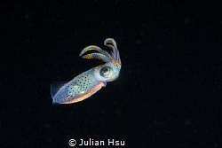 Underwater Photo Contest | Macro - swimming