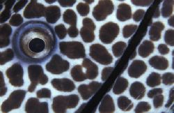 Moray eel eye and mouth detail. close up and detail of patterning of honeycomb moray, south africa 