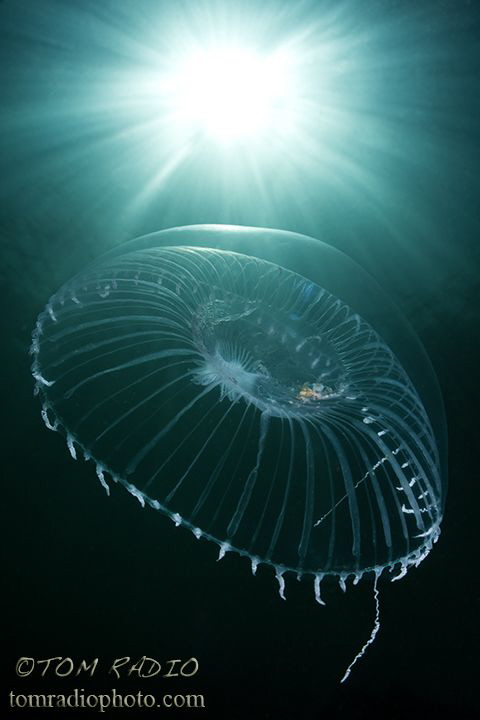 Ribbed Medusa
Puget Sound, WA, U.S.A. 
