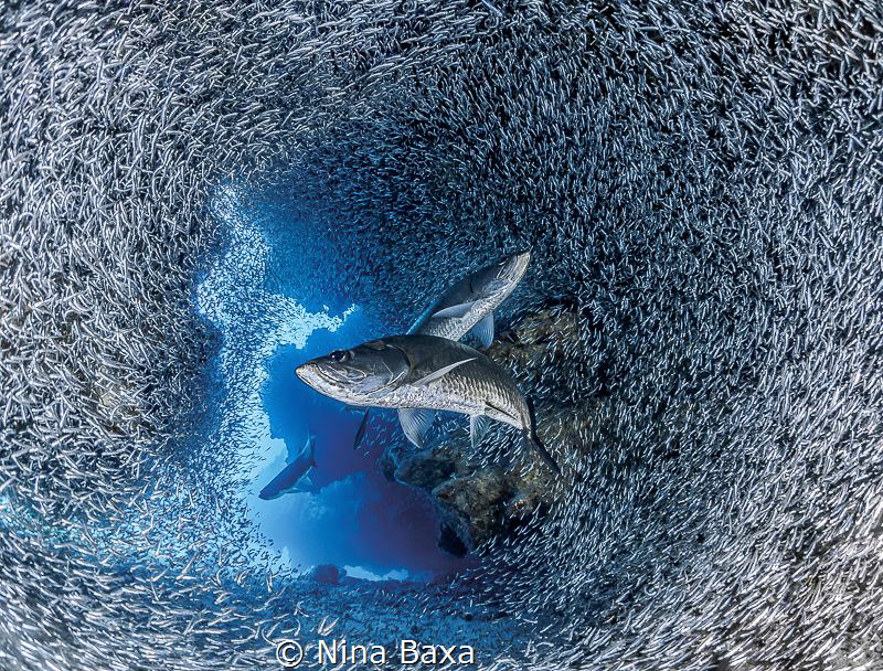 - Crossways - Tarpon hunting Silversides. This is an image I've been striving for, for over a year now.... 