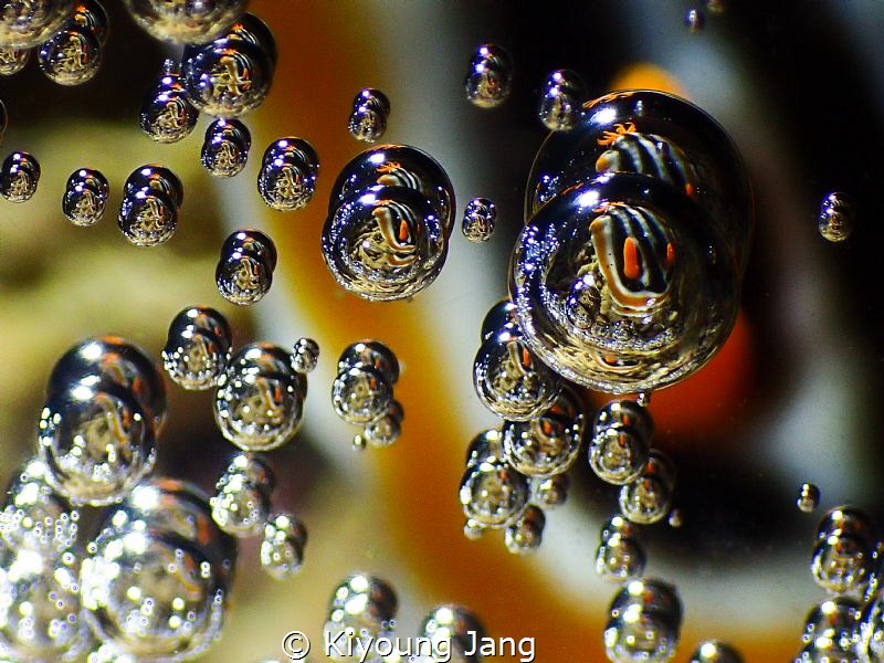 Nudibrach images inside bubbles. 
