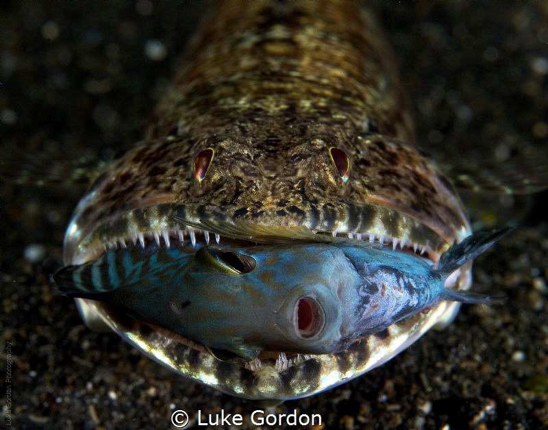 Clearfin Lizardfish (Synodus dermatogenys) predating on Juvenile Acanthuridae, right moment, right time 