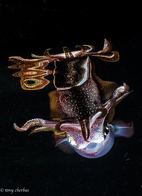 Squid with reflection 