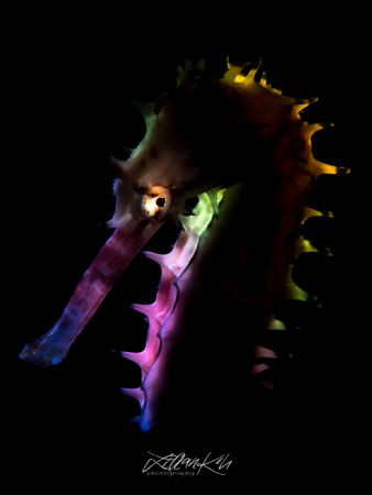 N E O N
Thorny Seahorse
(Hippocampus histrix) 