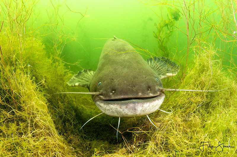 Wels catfish (Silurus glanis), Toolenburgse plas, The Net. 